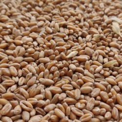 Raw Wheat 1kg