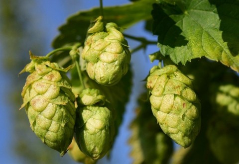 Where does this bitterness come from? The role of alpha acids and beta acids contained in hops 